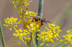 Philanthus triangulum