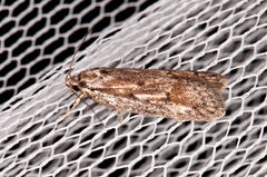 Acantholena siccella