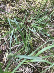 Cyperus sesquiflorus