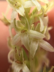 Platanthera yadonii
