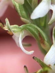 Platanthera yadonii