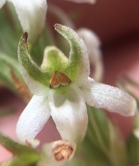 Platanthera yadonii
