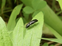Dromaeolus