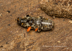 Eucorynus crassicornis
