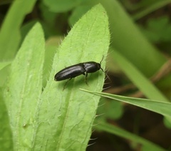 Dromaeolus