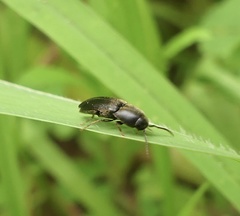 Dromaeolus