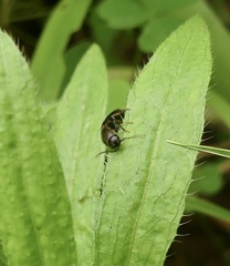 Dromaeolus