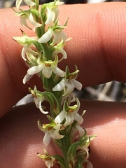Platanthera yadonii