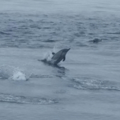 Delphinus