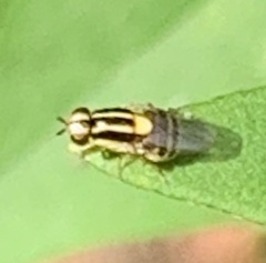 Thaumatomyia glabra