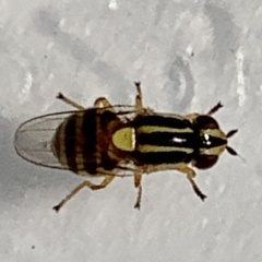 Thaumatomyia glabra