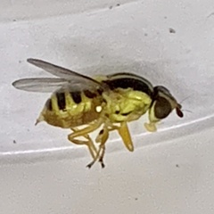 Thaumatomyia glabra