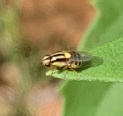 Thaumatomyia glabra