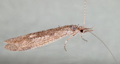 Triplectidinae