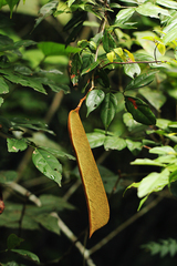 Isomacrolobium