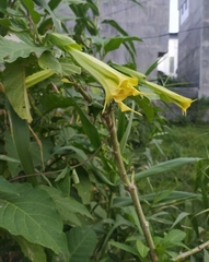 Brugmansia