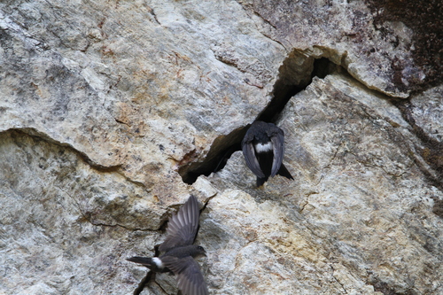 Martinet de Blyth (Apus leuconyx)