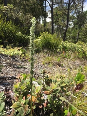 Platanthera yadonii