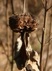 Neuracanthus sphaerostachyus