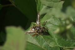 Spilomyia foxleei