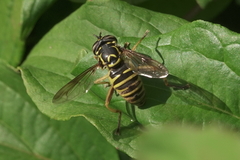Spilomyia foxleei