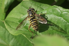 Spilomyia foxleei