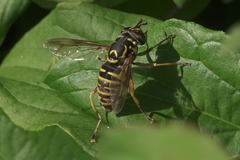 Spilomyia foxleei