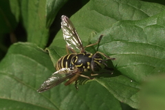 Spilomyia foxleei