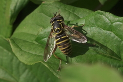Spilomyia foxleei