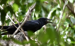 Corvus nasicus