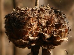 Neuracanthus sphaerostachyus