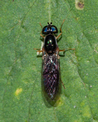 Sargus decorus