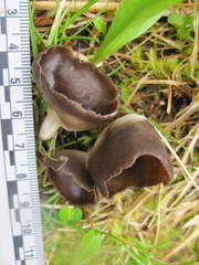 Dissingia crassitunicata