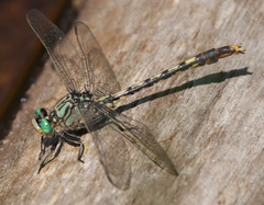 Arigomphus villosipes