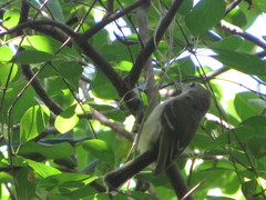 Vireo crassirostris