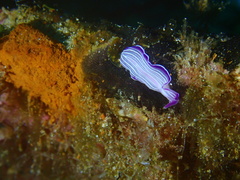 Prostheceraeus roseus