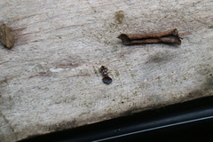 Sundablatta pulcherrima