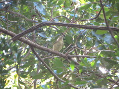 Vireo crassirostris