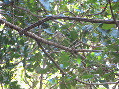 Vireo crassirostris