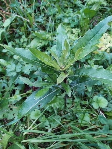 Cirsium setosum