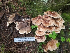 Sarcodon stereosarcinon