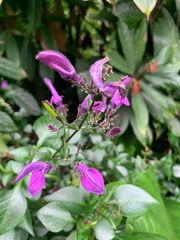 Brillantaisia