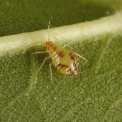 Periphyllus lyropictus