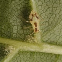 Periphyllus lyropictus