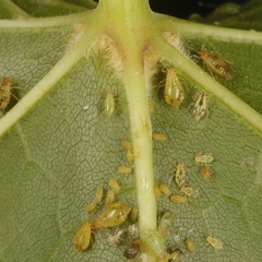 Periphyllus lyropictus