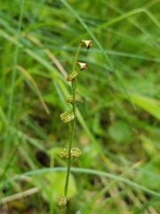 Pectiantia pentandra