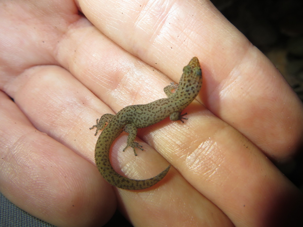 Brown-speckled Sphaero