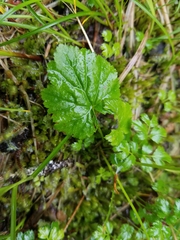 Pectiantia pentandra