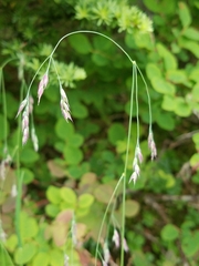 Vahlodea atropurpurea