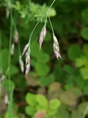 Vahlodea atropurpurea